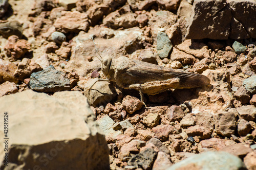 Caelifera grasshoper using mimicry on dry soil in Morocco