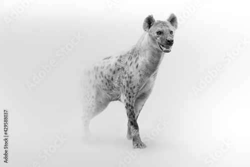 spotted hyena African wildlife animal art collection