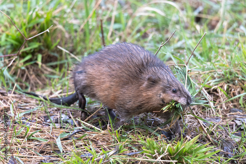 A young muskrat on the banks of a stream looking for food