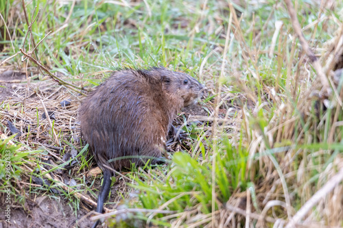 A young muskrat on the banks of a stream looking for food