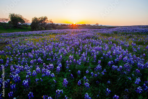 Spring Flower- Lupines Blossom in California