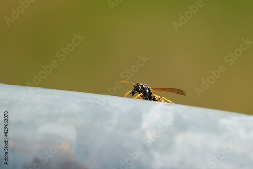 Wasp (Vespula germanica) on the handrail of a railing in summer