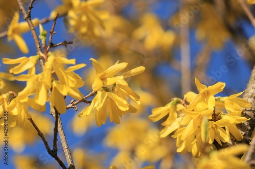 Żółte kwiaty forsycji w obiektywie makro wiosną / Yellow flowers of forsythia in a macro lens in spring