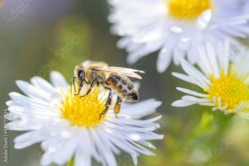 Bee - Apis mellifera - pollinates Michaelmas daisy - Aster novi-belgii