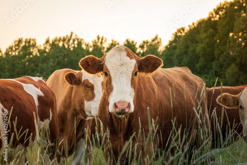 Cows in spring