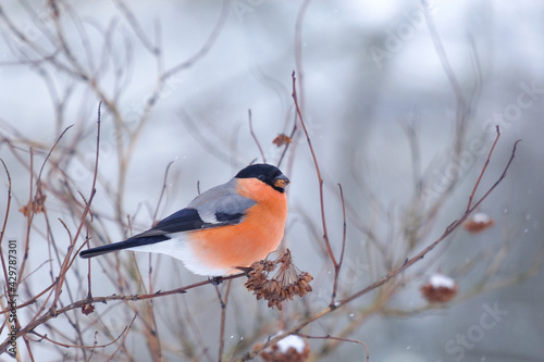 bullfinch sitting on a branch and eating