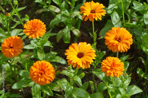 Blooming orange calendula (Lat. Calendula officinalis) in the summer garden