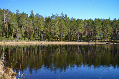 View of a quiet, beautiful forest lake on a summer day. On the shore there are coniferous and deciduous trees that are reflected in the water.