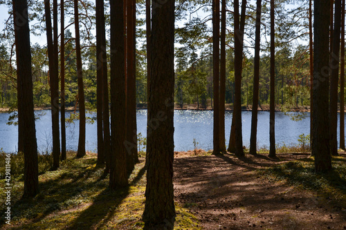 Sand trail to the lake through the pine forest on a sunny summer day.