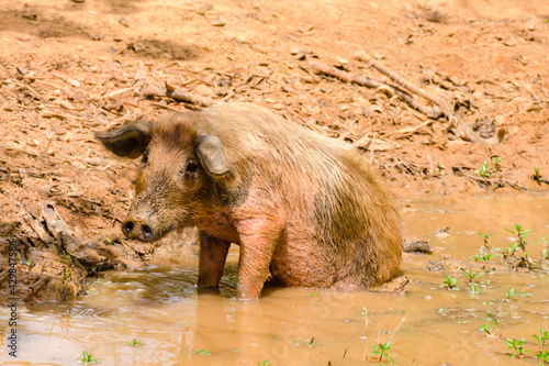 Unhappy pig sitting in a mud puddle “Shit happens but life goes on.”