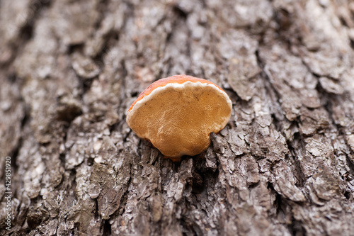 Huba od spodu Brązowa huba Polypore