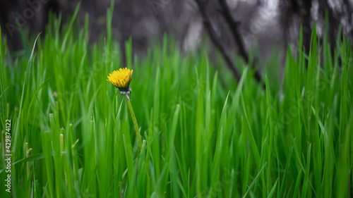 Wiosenny kwiat mlecza w soczyście zielonej trawie