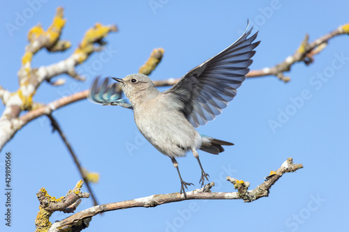 Female Mountain bluebird