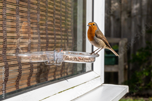 Urban wildlife as a robin eats from a window suet bird feeder