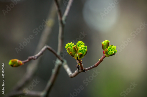 New spring buds and leafs on a branch of tree, growing in the garden