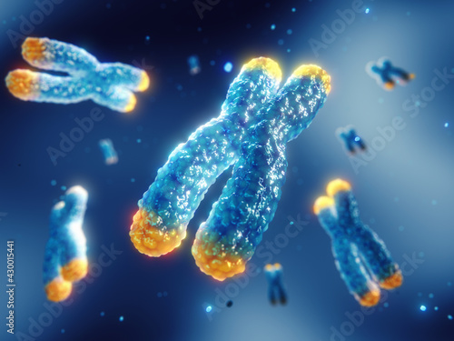 Telomeres are found on both ends of chromosomes. Telomere length is affected by lifestyle and has direct impact on human health and lifespan. Chromosome damage and repair concept.