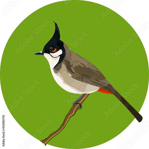 The red-whiskered bulbul is sitting on a tree.