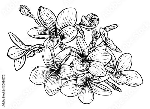 Tropical Plumeria Frangipani Bali Flower Woodcut