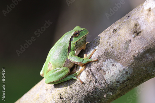 Hyla arborea showing off its arboreal anatomy