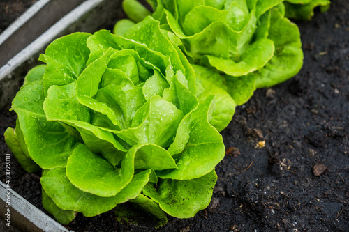 Fresh organic green butterhead lettuce growing on a natural farm. Photosynthesis salad vegetables on the soil in the plantation. chlorophyll leaf bio concept.