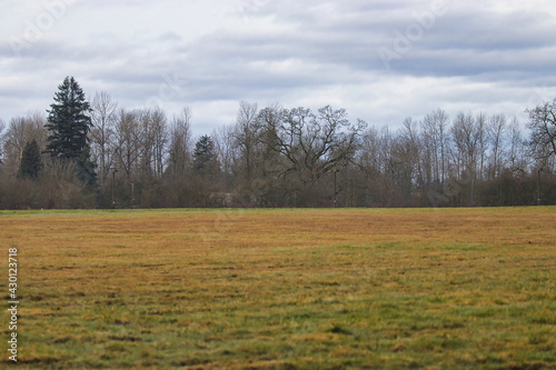 distant treeline full of bare trees in late winter