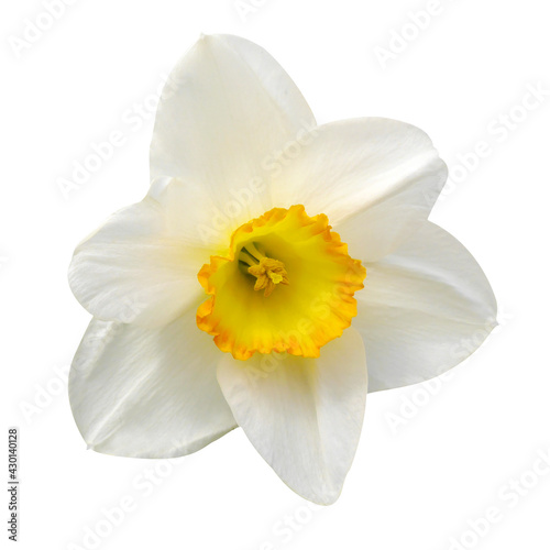 White daffodil on white isolated background. Nature photo.