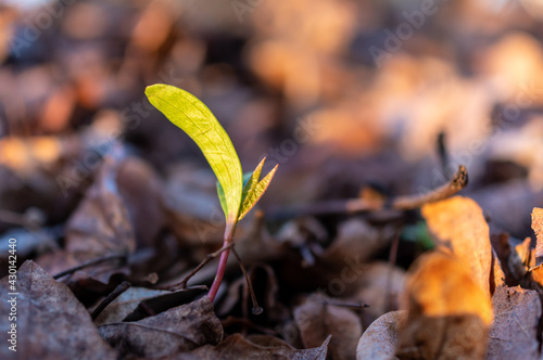 zielona mała roślinka wśród suchych starych liści