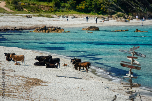 Les vaches sur la plage de Mare e Sole en Corse