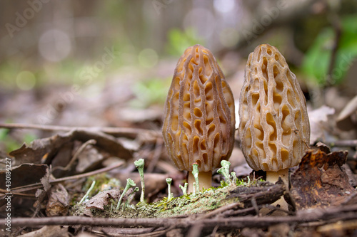 Wild gourmet morel mushrooms growing in the spring forest