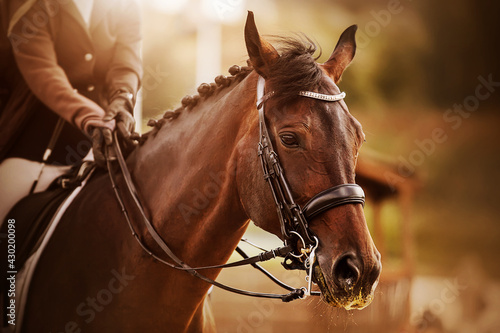 Portrait of a beautiful bay horse with a braided mane and a rider in the saddle, which is illuminated by sunlight. Equestrian sports. Equestrian competitions. Horse riding.