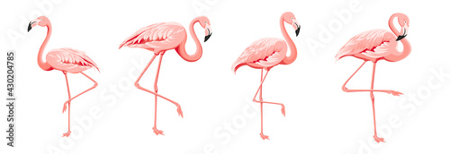 Set of differents flamingo on white background.