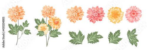 Set of differents chrysanthemums on white background.