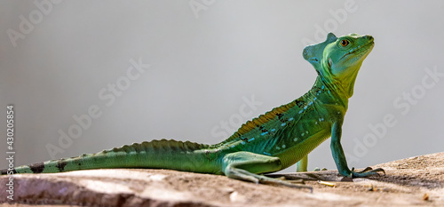 Close-up view of a Plumed basilisk (Basiliscus plumifrons)