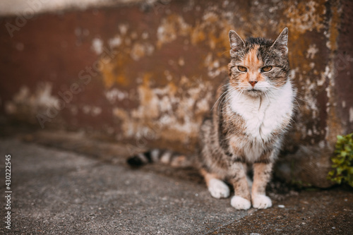 old skinny alley cat, boney moggy in front of dingy wall, gaunt kitten
