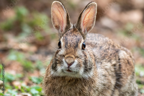 Eastern cottontail rabbit facing front