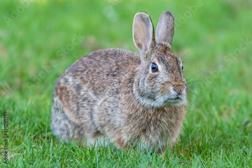 Eastern cottontail rabbit in grass facing right angle