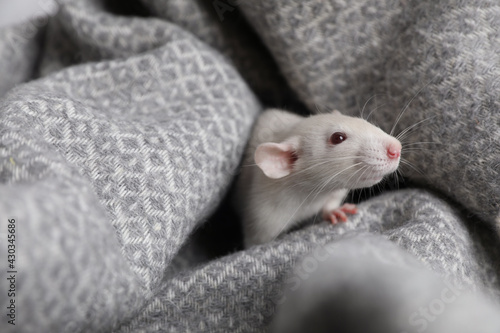 Cute small rat on soft grey blanket