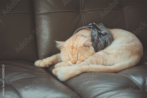 Orange persian cat sleeping on the sofa inside the house.