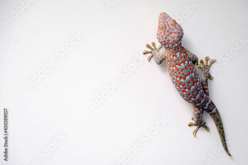 a giant colorful beautiful gekko walking on the white concrete wall with empty copy space