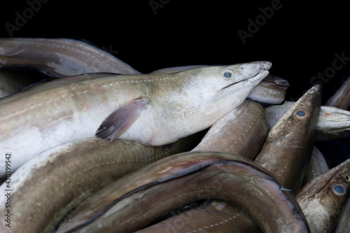 Collection of conger eels isolated on black.