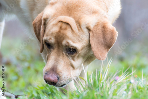 Olfateando hierbas, cosas de perros