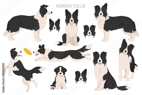 Border collie clipart. Different poses, coat colors set