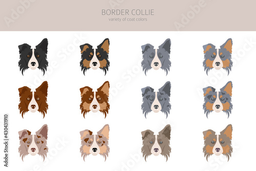 Border collie clipart. Different poses, coat colors set