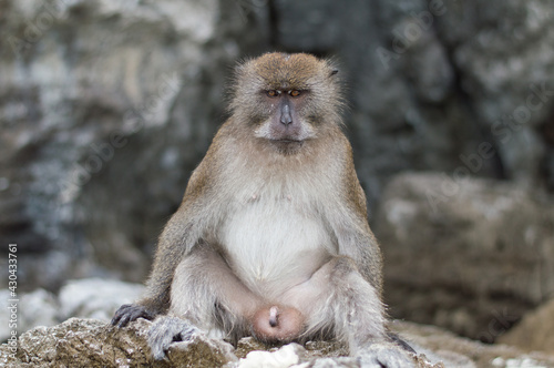 Monkey on a beach in Thailand