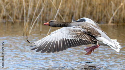Greylag goose or graylag goose (Anser anser) before landing on the water.