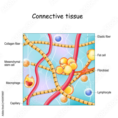 Connective tissue. Structure and anatomy