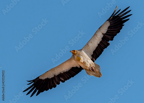 Vulture flying in the blue sky, The Egyptian vulture, also called the white scavenger vulture or pharaoh's chicken, is a small Old World vulture and the only member of the genus Neophron. 