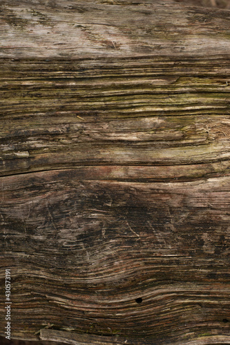 Old, seasoned wood gnarled texture. Perfect rural, natural background.