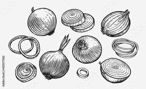 Onion bulb and rings. Hand drawn fresh vegetables sketch vector illustration