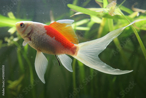 saras comet goldfish